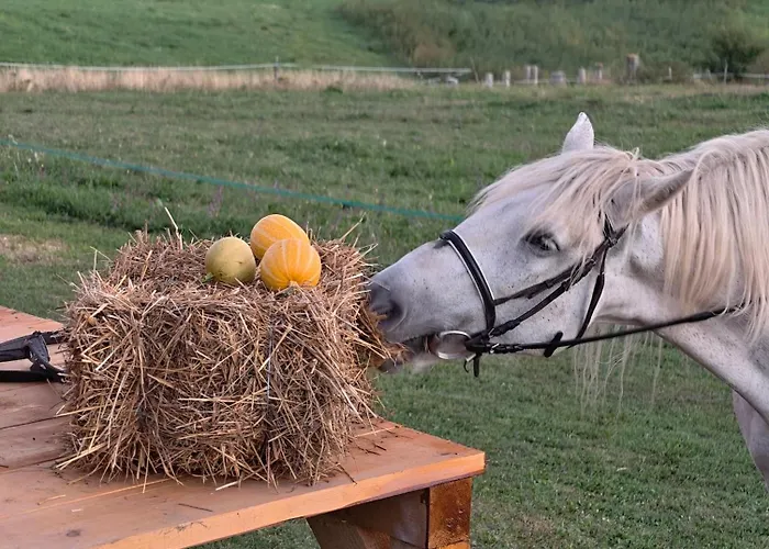 Resort Zemunice Knezevic